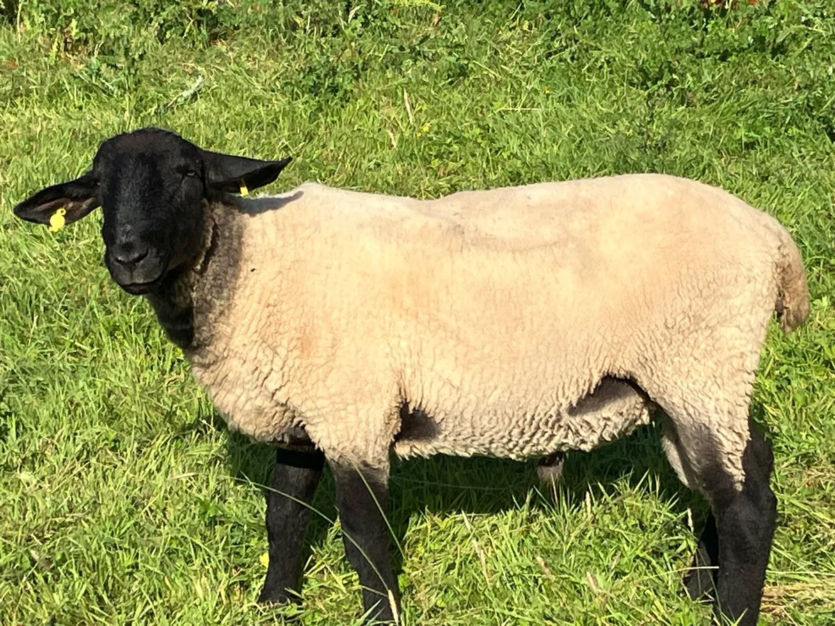Suffolk hogget ram - Image 2