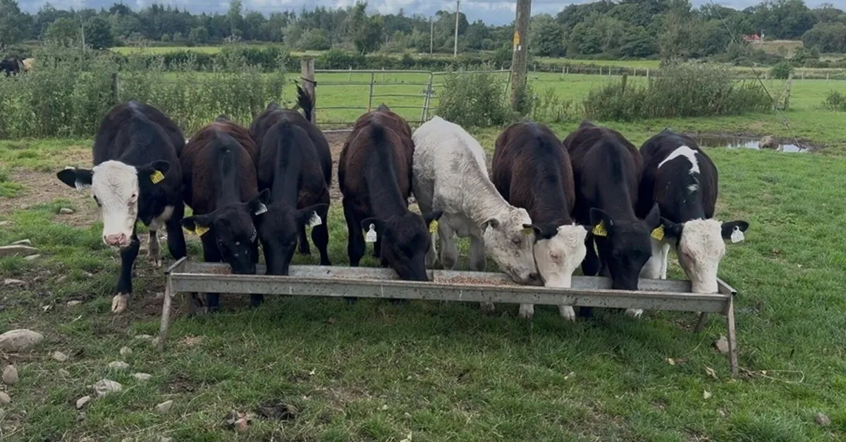 ❌bull runners ❌ - Image 1