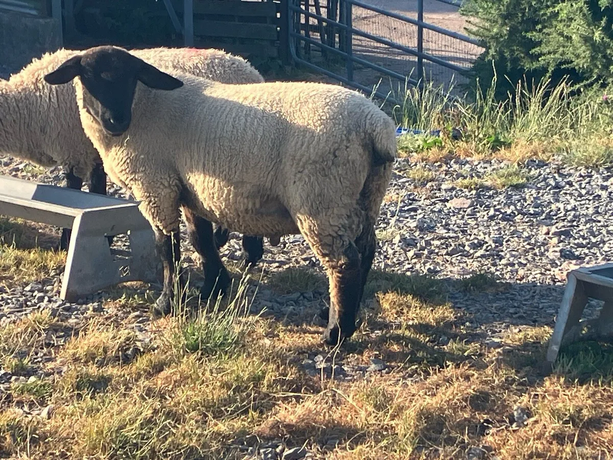 Suffolk hogget ram - Image 4