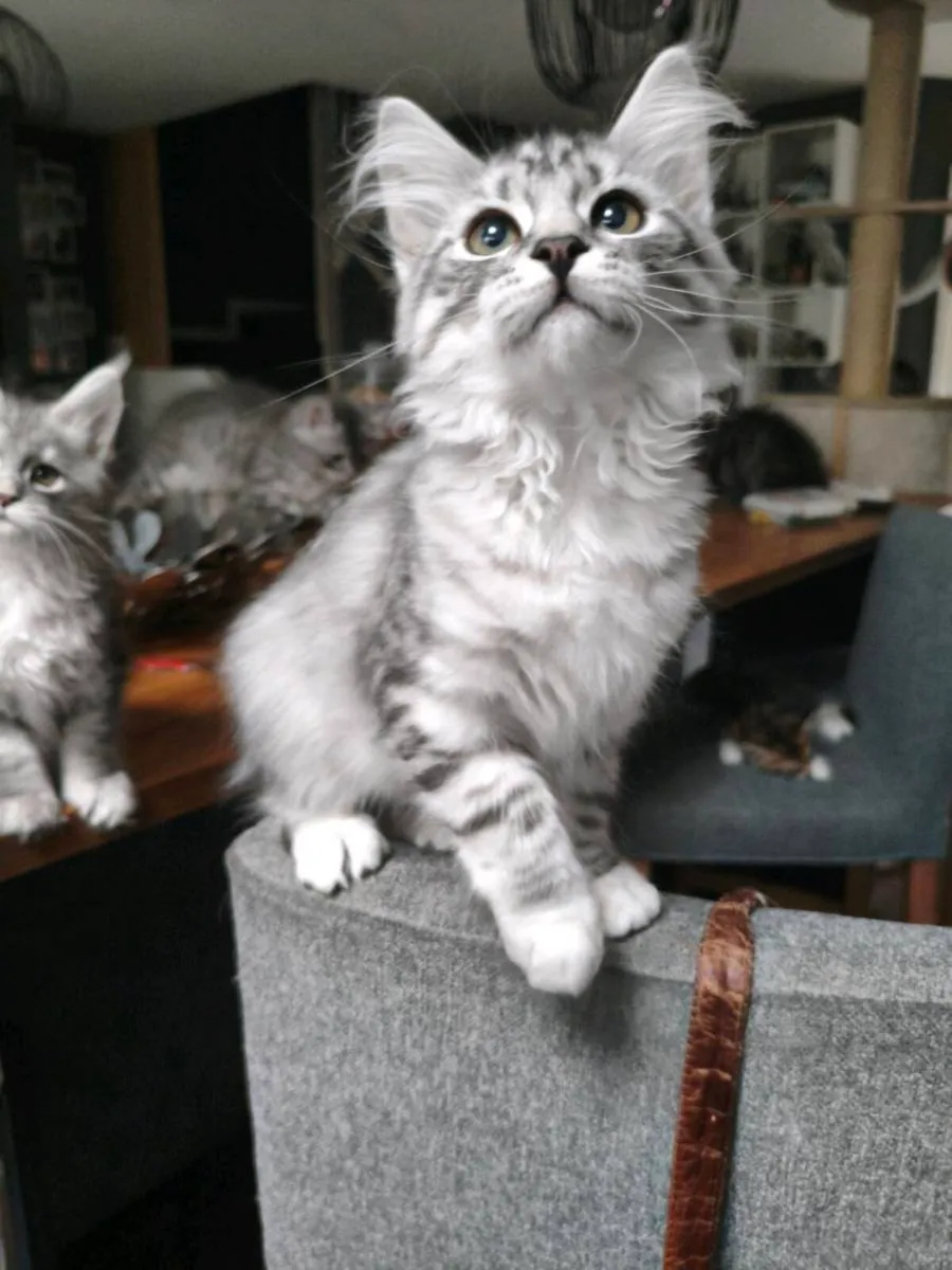 TICA registered Siberian kitten - Image 1