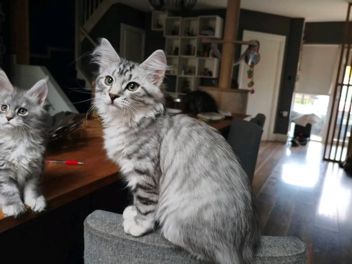 TICA registered Siberian kitten - Image 2