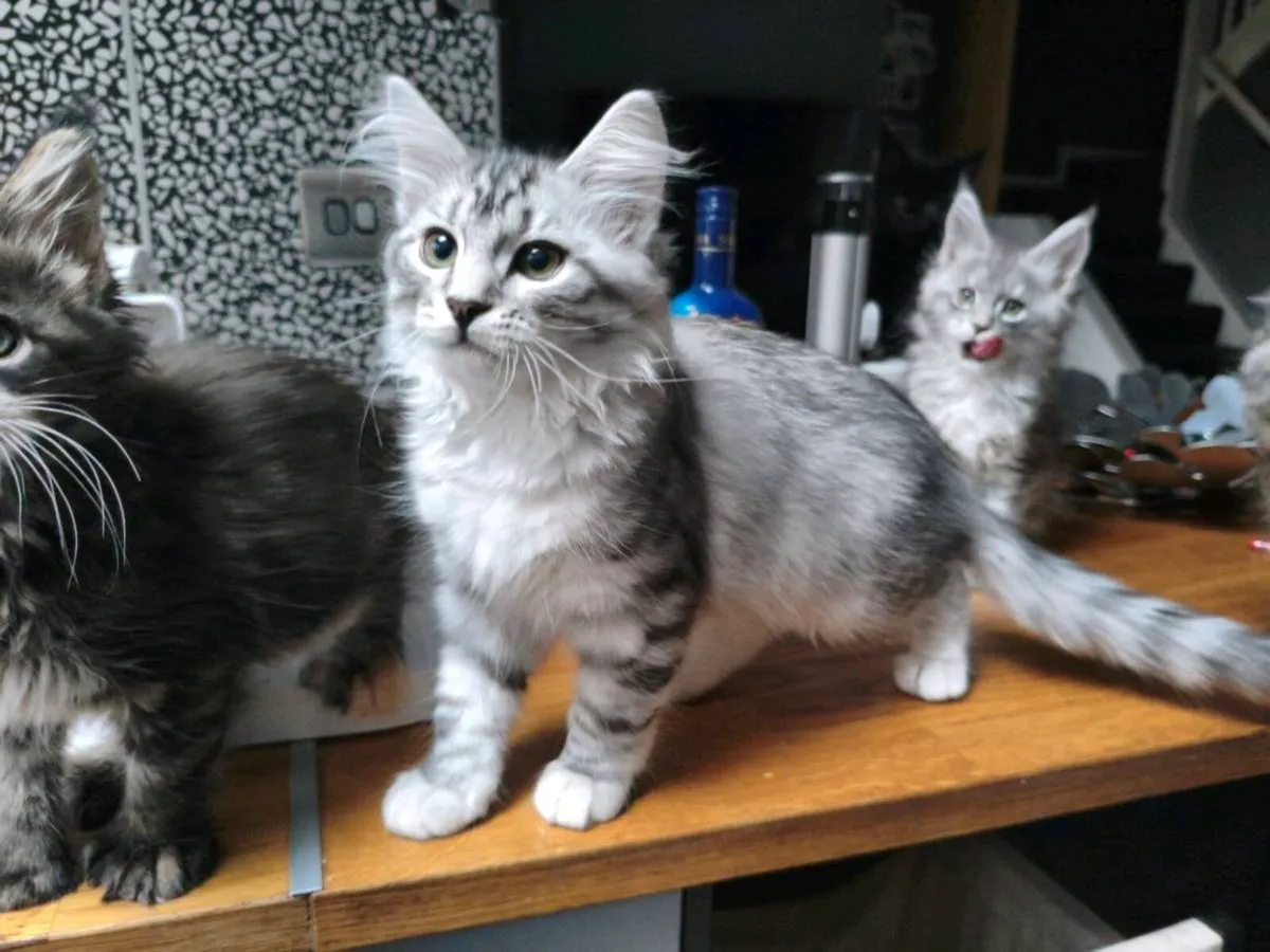 TICA registered Siberian kitten - Image 3