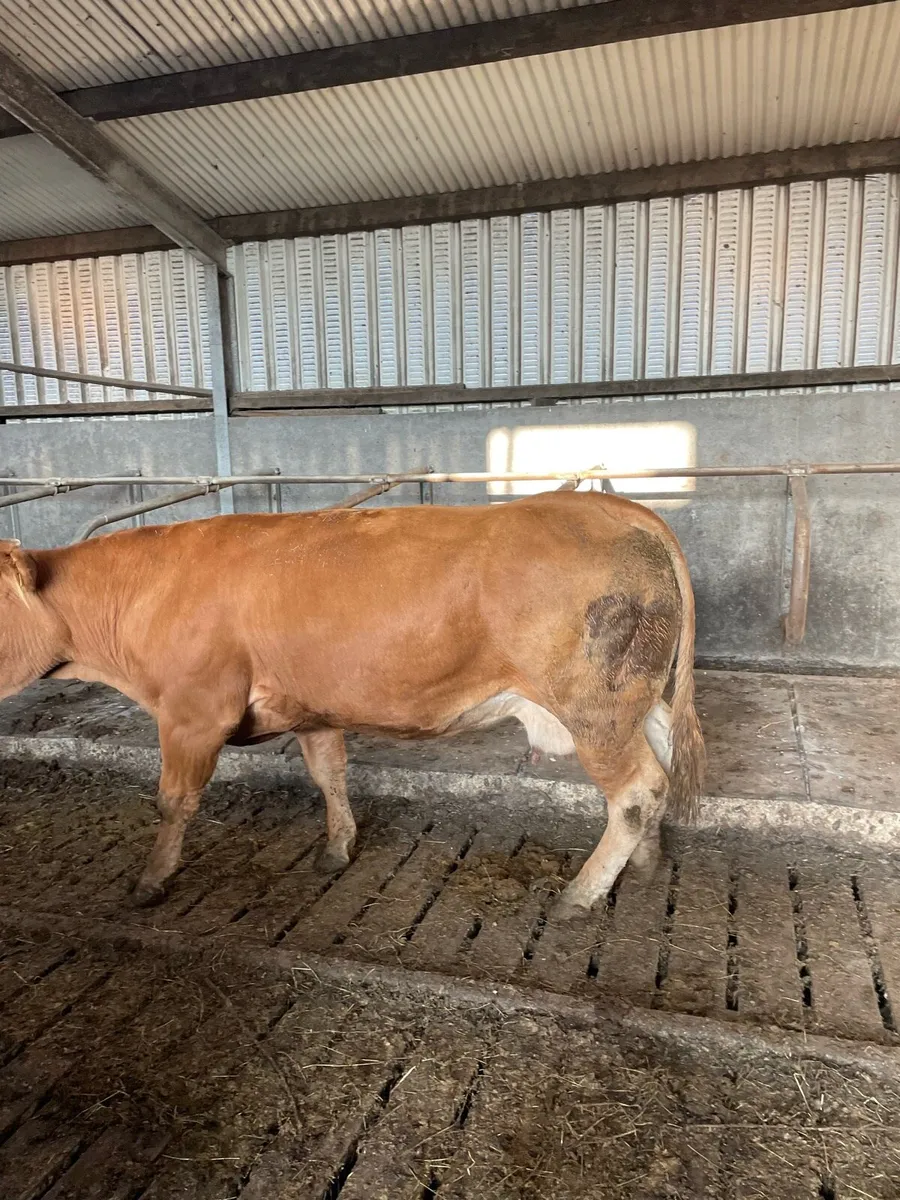Pedigree limousine cow