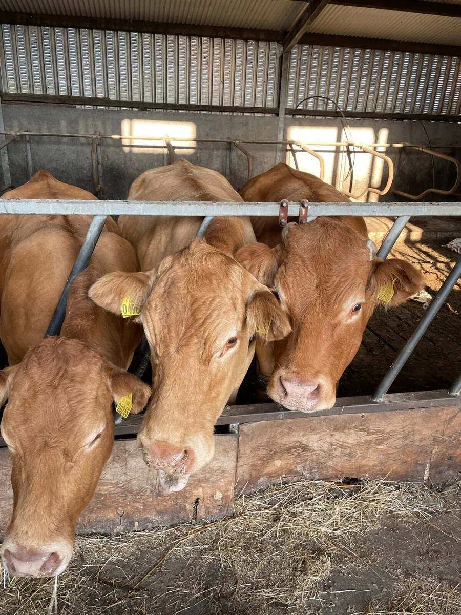 Pedigree limousine cows - Image 4