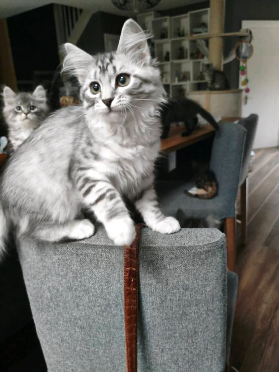 TICA registered Siberian kitten - Image 4