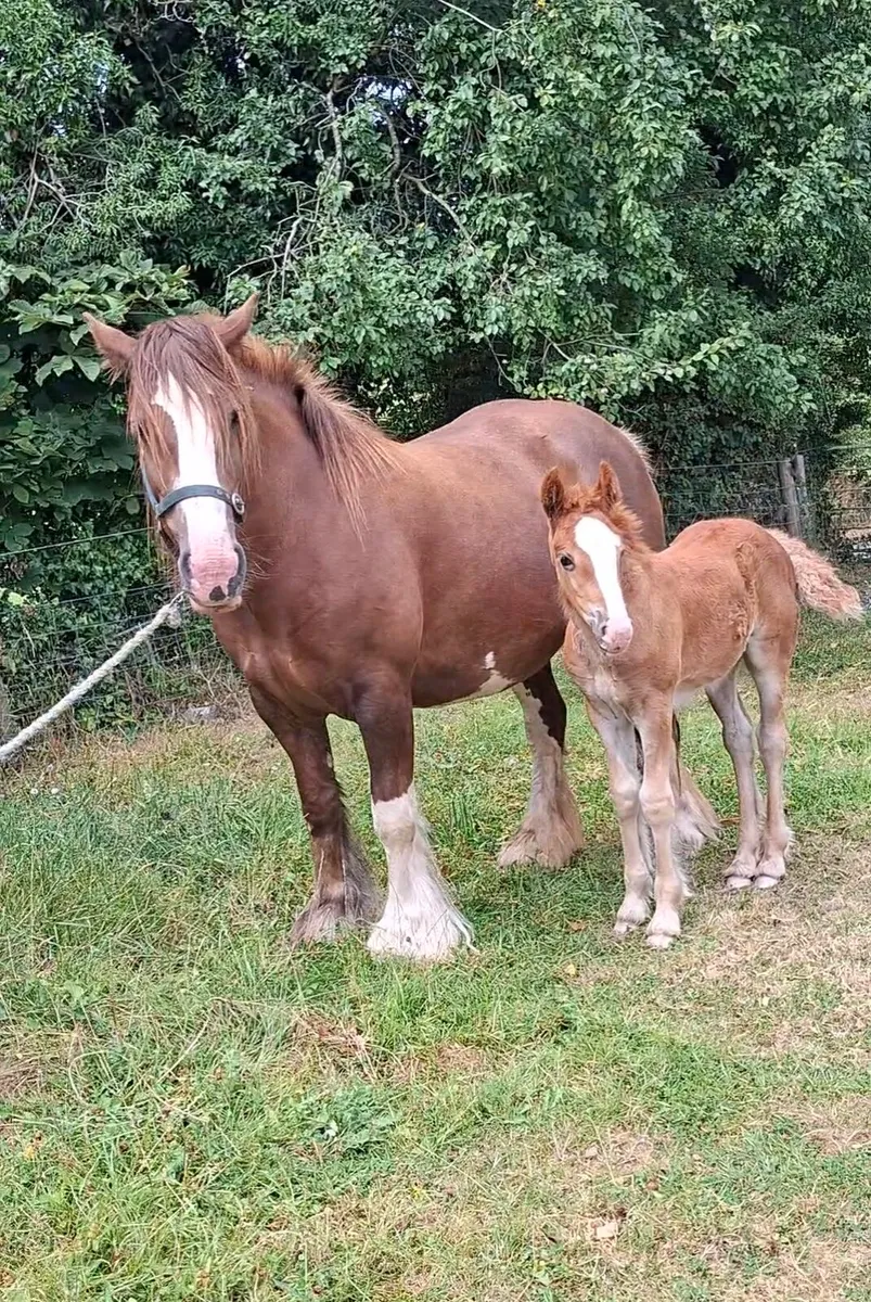 Heavy Cob Mare / Filly Foal - Image 1