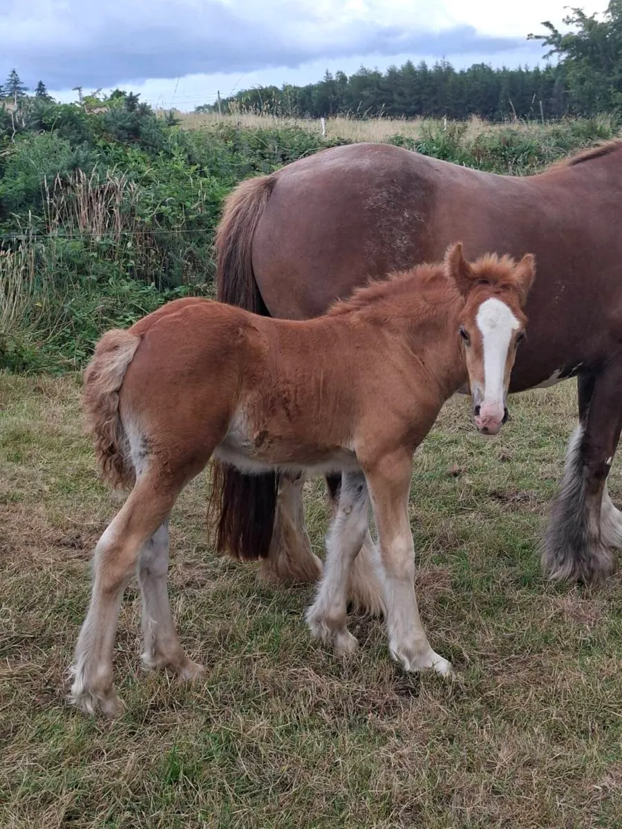 Heavy Cob Mare / Filly Foal - Image 4