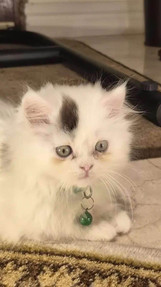 Scottish Straight Longhair Kittens - Image 3