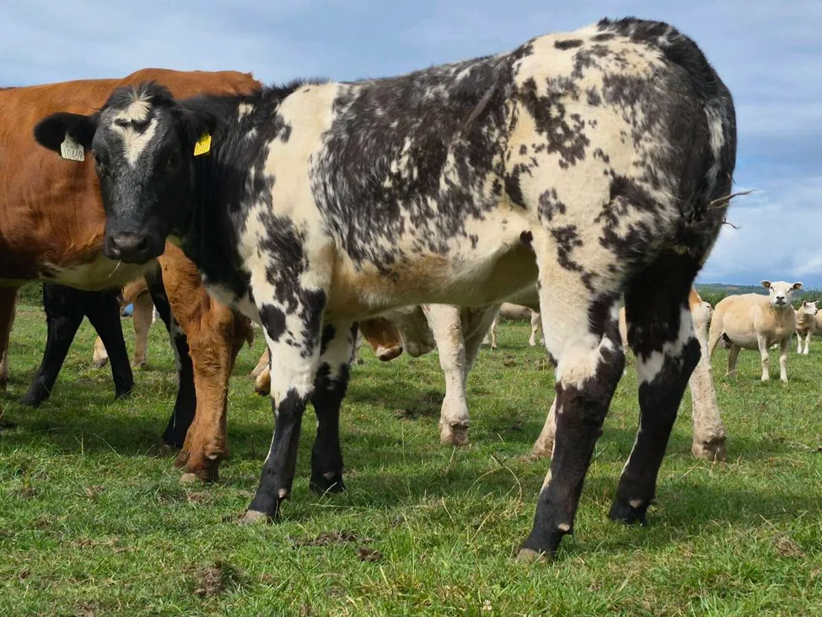 🌟 Super Belgian Blue Heifer 🌟 - Image 3