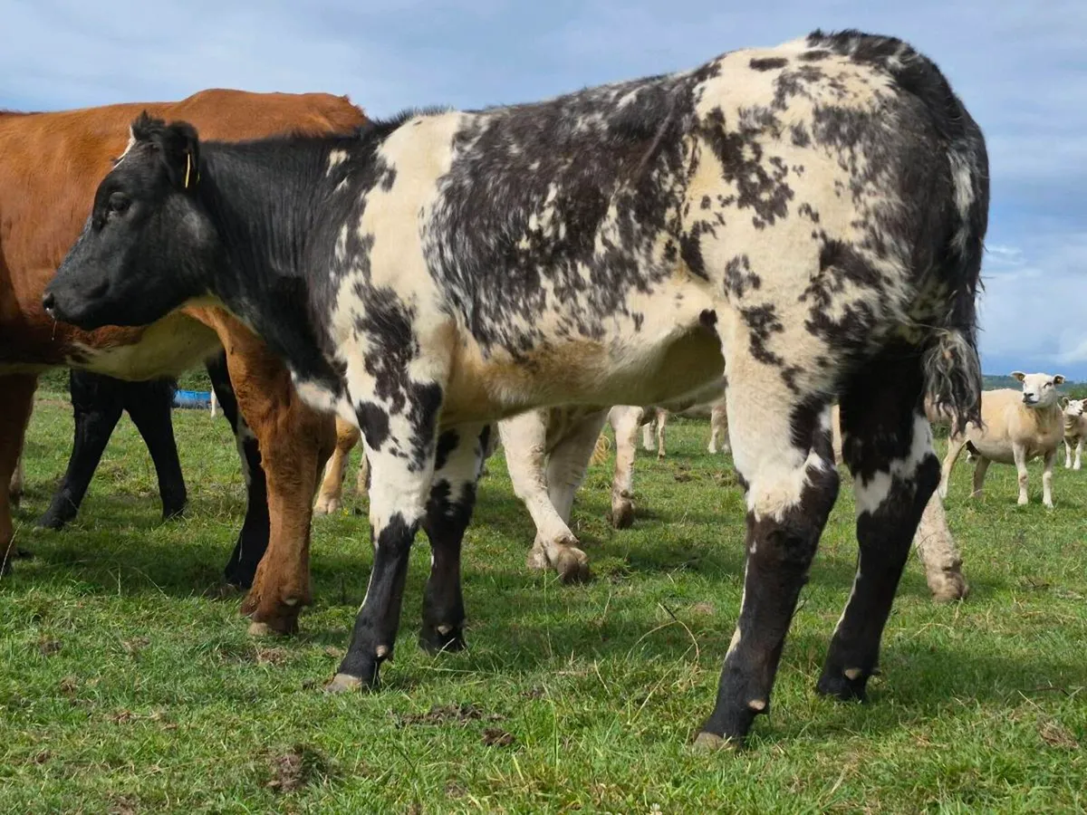 🌟 Super Belgian Blue Heifer 🌟 - Image 4