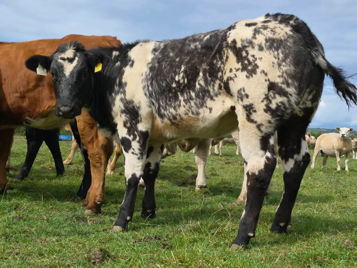 🌟 Super Belgian Blue Heifer 🌟 - Image 2