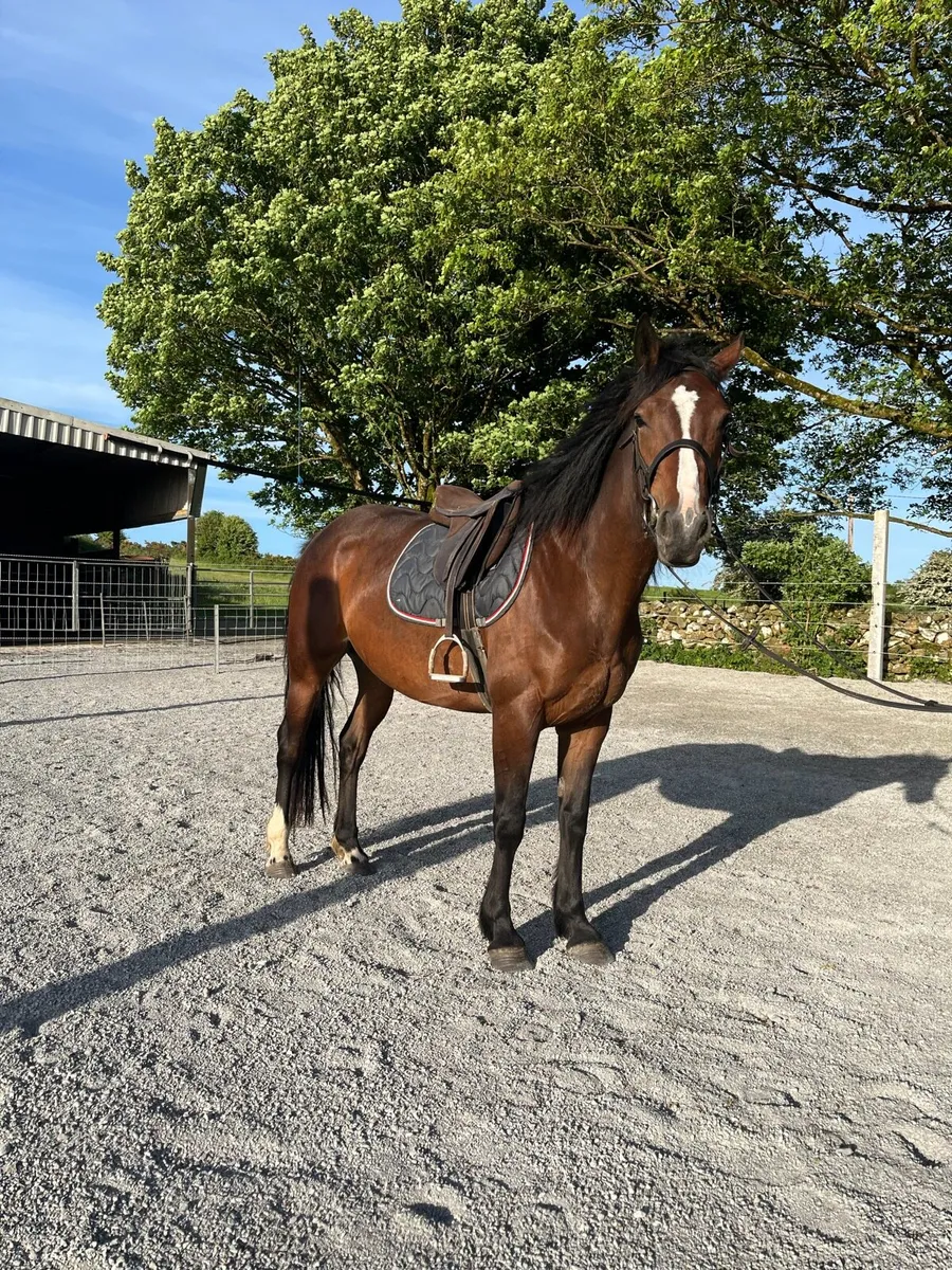 Smashing sport horse X cob - Image 3