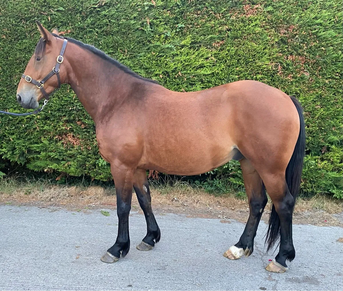 15.1 Gelding 4 years old - Image 1