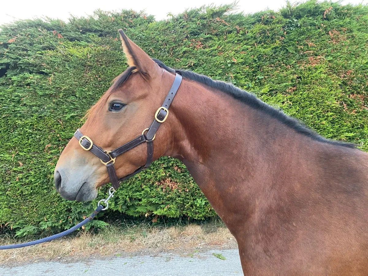 15.1 Gelding 4 years old - Image 4