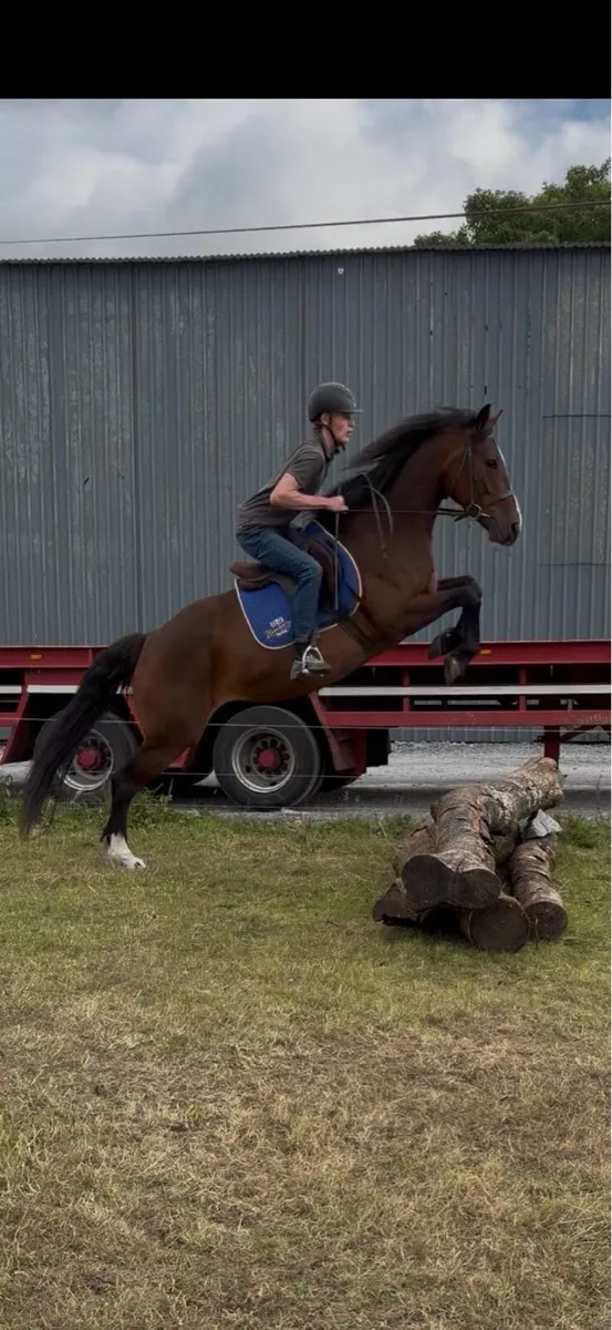 Smashing sport horse X cob - Image 1