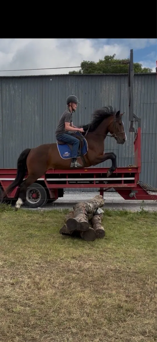 Smashing sport horse X cob - Image 4