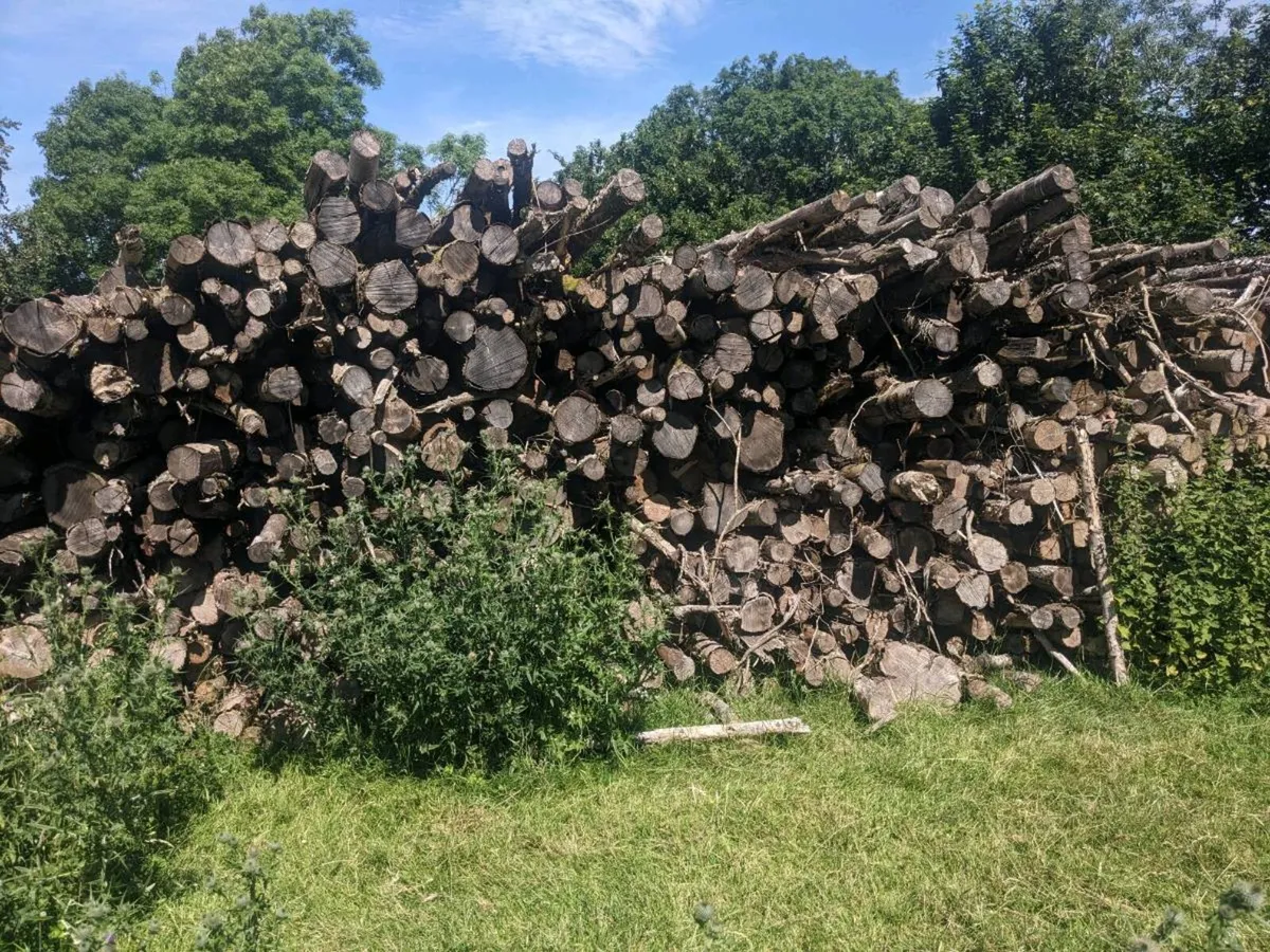 Firewood logs - Image 1