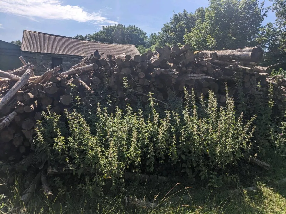 Firewood logs - Image 2