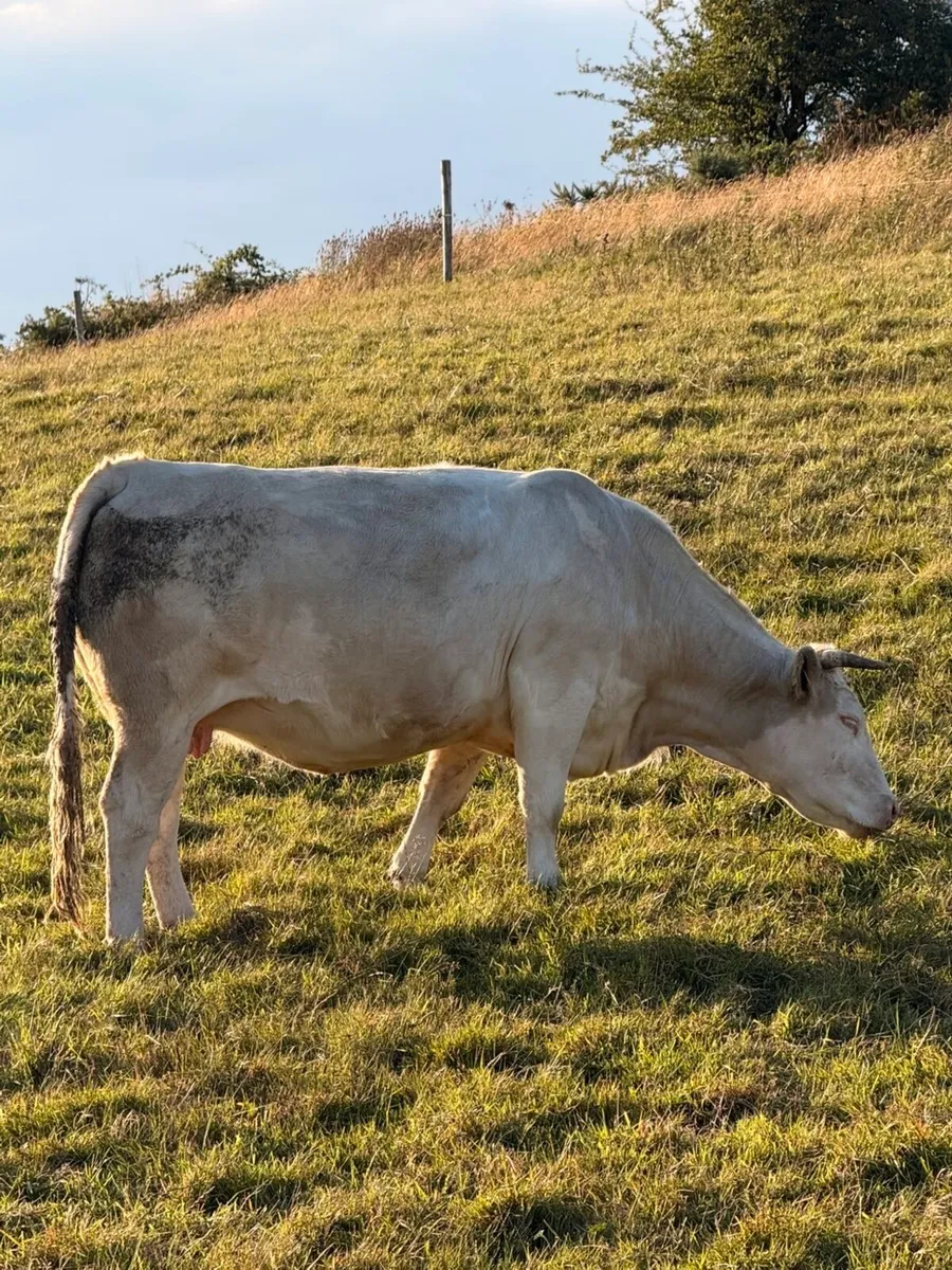 In calf sucklers for sale - Image 1