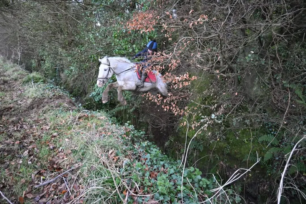 Hunting pony - Image 2