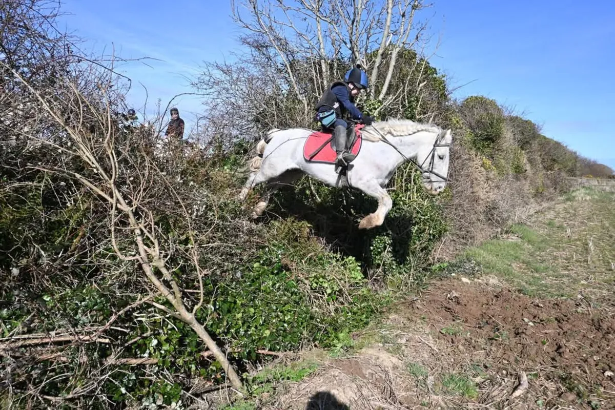 Hunting pony - Image 4