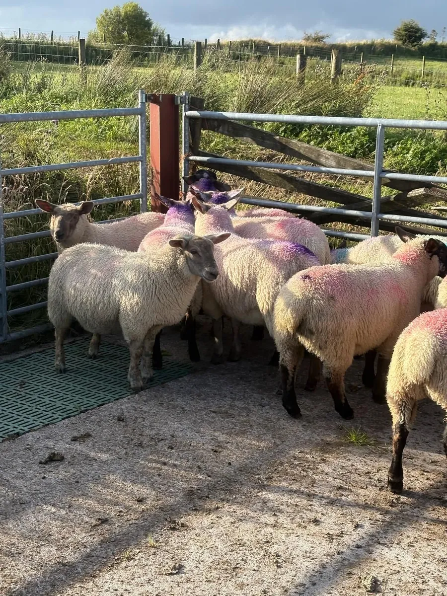 Lambs - Image 3