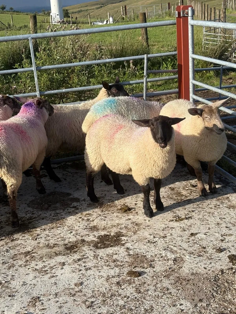Lambs - Image 1