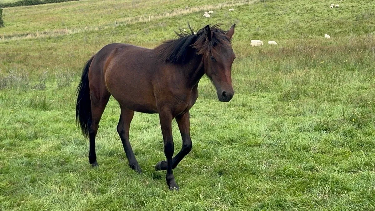 Connemara Filly - Image 1