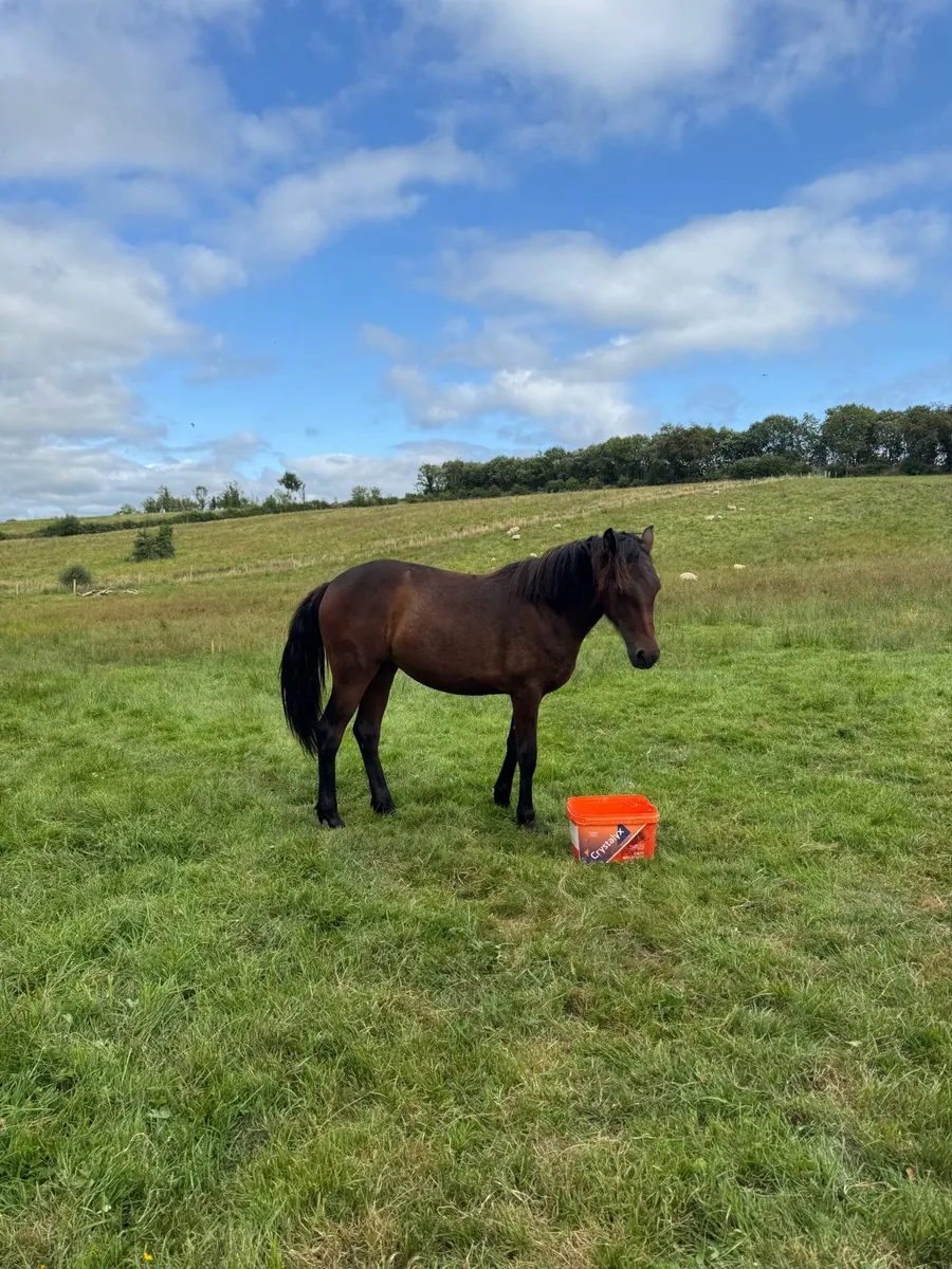Connemara Filly - Image 2