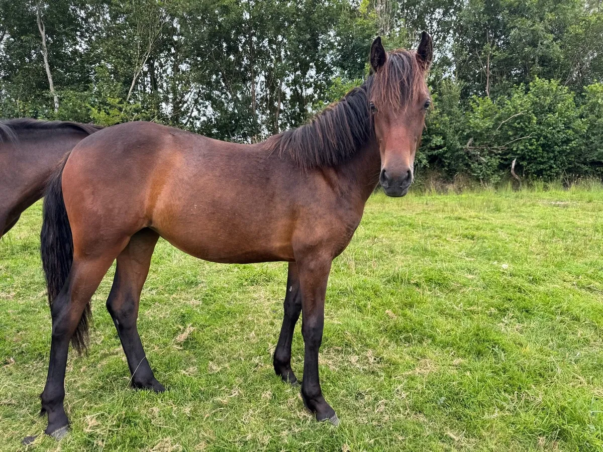 Connemara Filly - Image 3