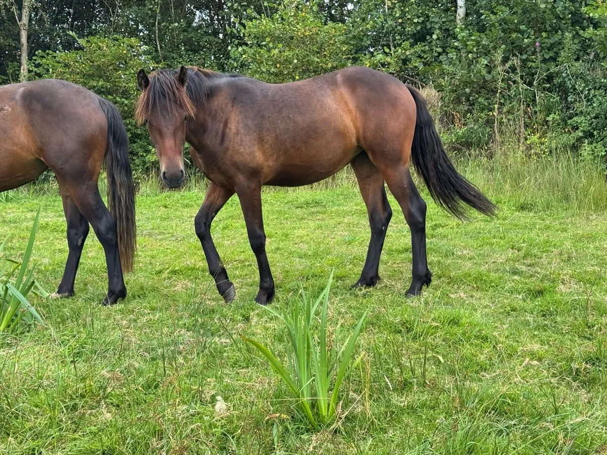 Connemara Filly - Image 4