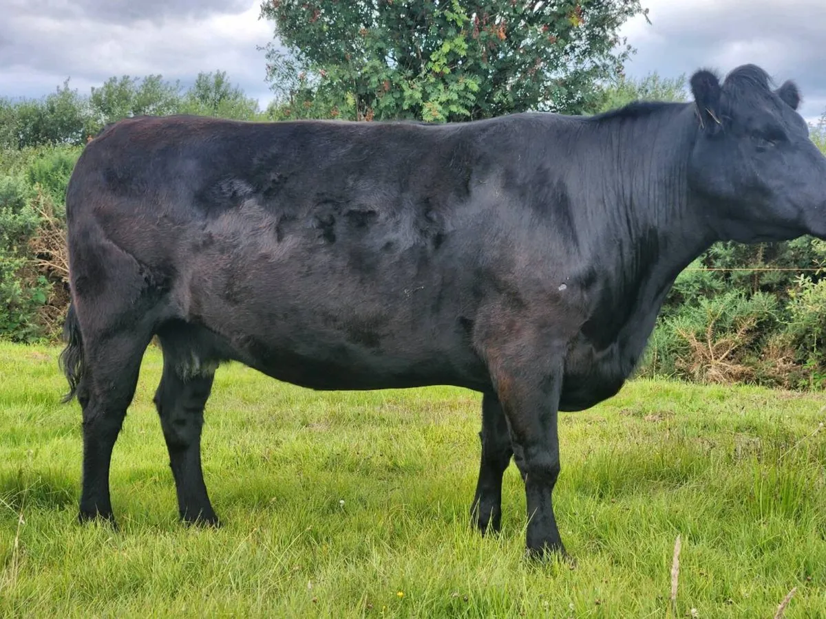 Pedigree angus bull - Image 2