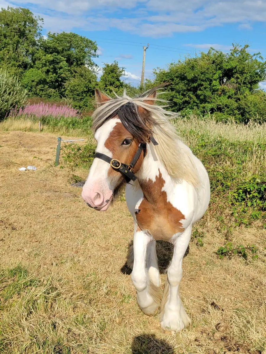 Pony - Image 2