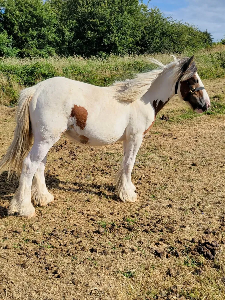 Pony - Image 3