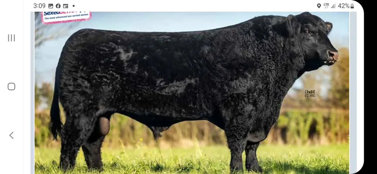 Pedigree angus bull - Image 3