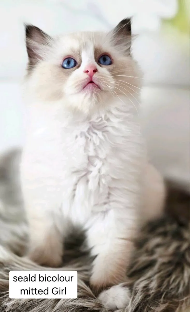 Pure breed Ragdoll kittens - Image 1