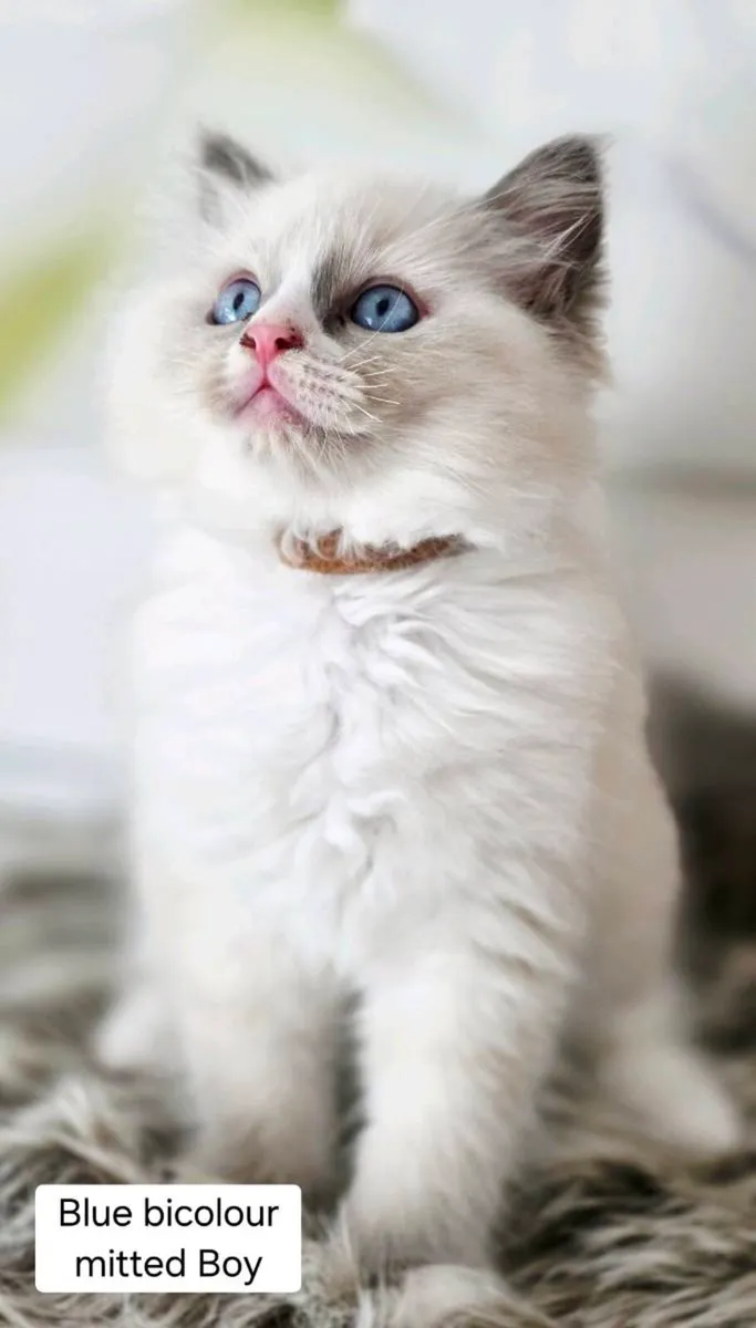 Pure breed Ragdoll kittens - Image 2