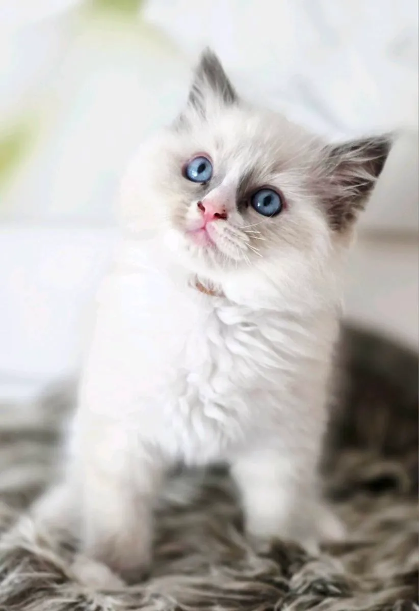 Pure breed Ragdoll kittens - Image 3