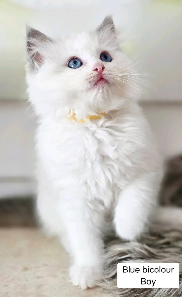 Pure breed Ragdoll kittens - Image 4