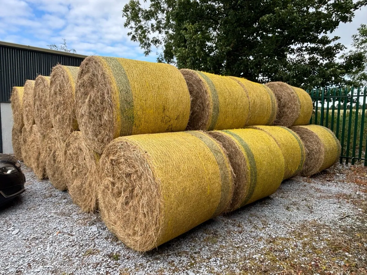 Round bales of hay - Image 1
