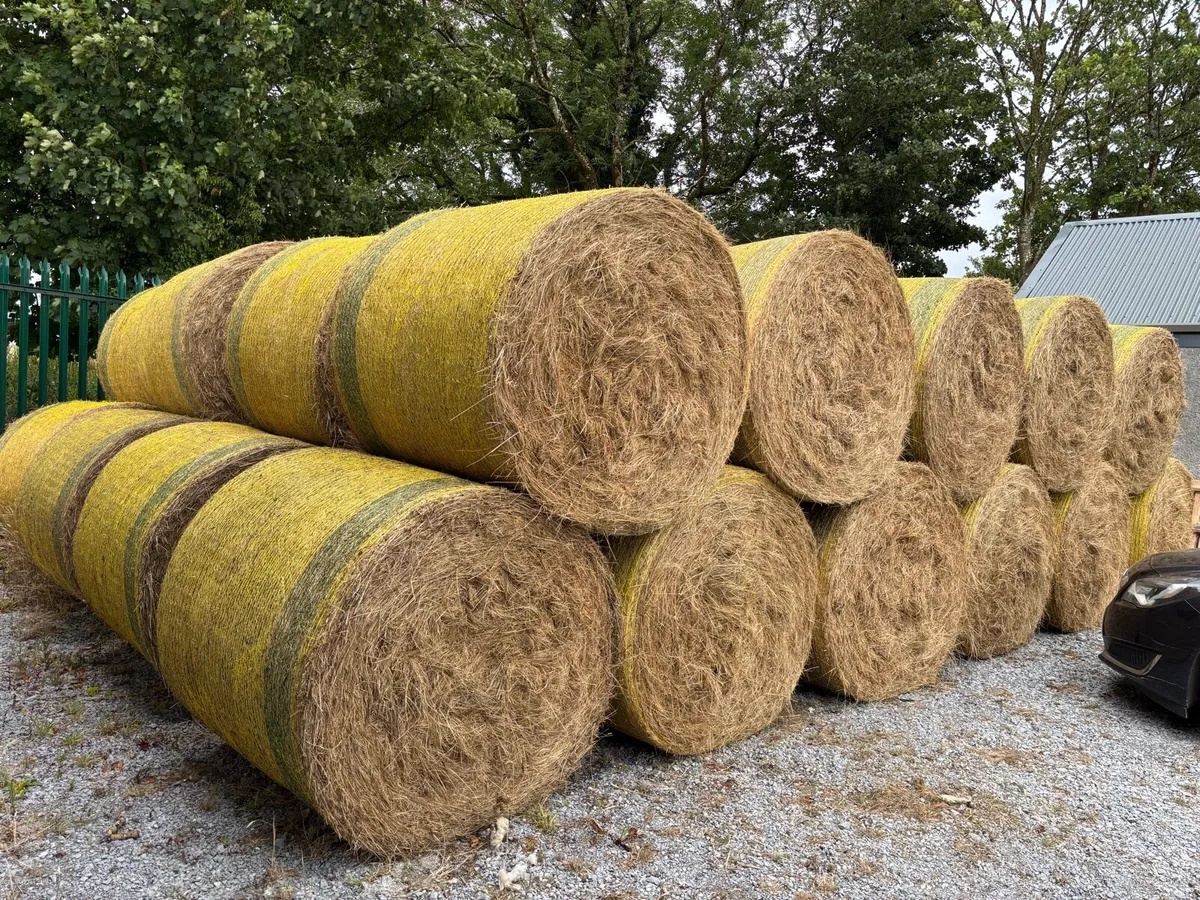 Round bales of hay - Image 2