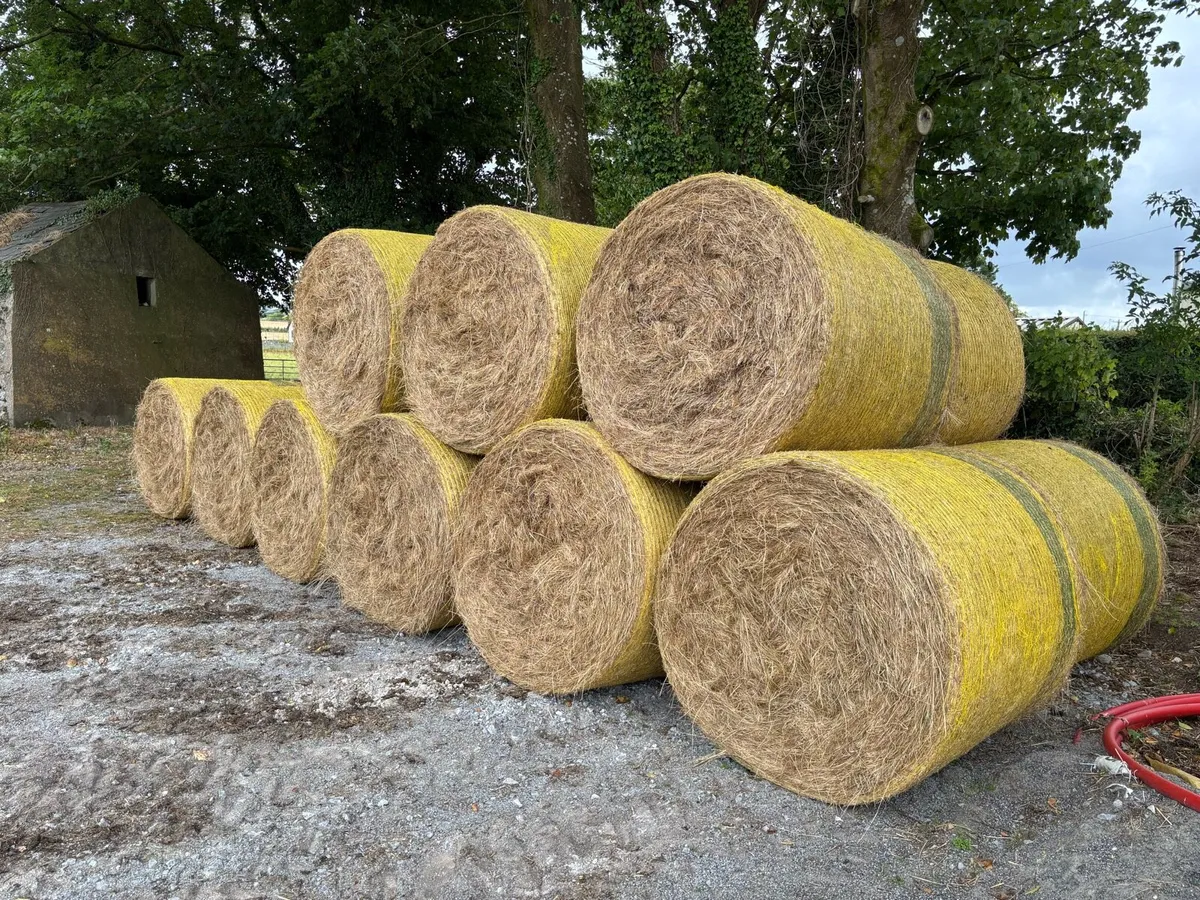Round bales of hay - Image 3