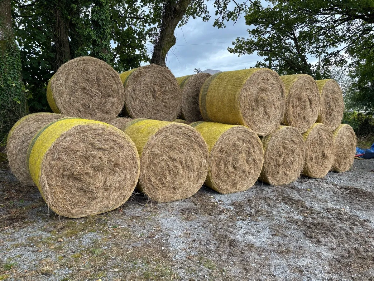 Round bales of hay - Image 4