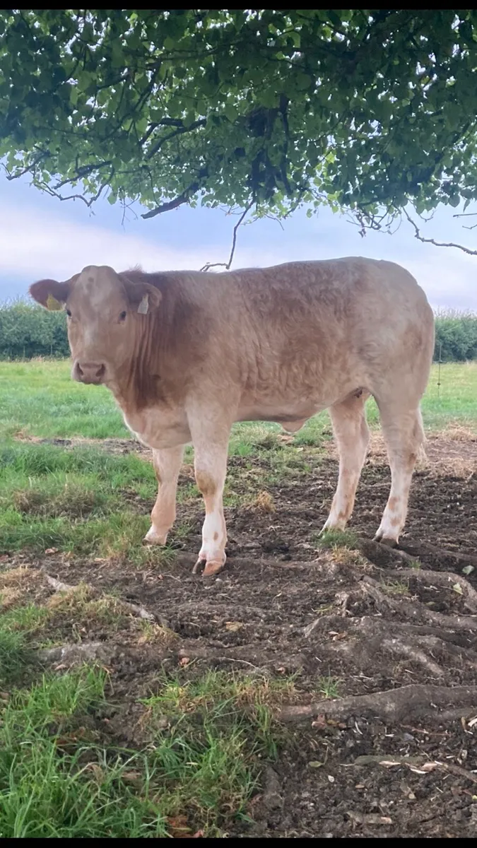 Roan Belgian blue heifer.ELPHIN MART. - Image 1