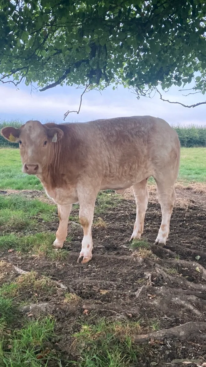 Roan Belgian blue heifer.ELPHIN MART. - Image 2