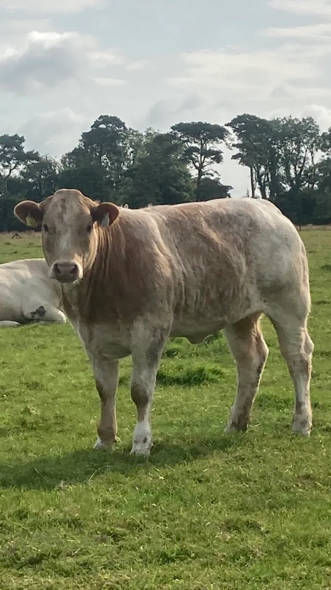 Roan Belgian blue heifer.ELPHIN MART. - Image 3