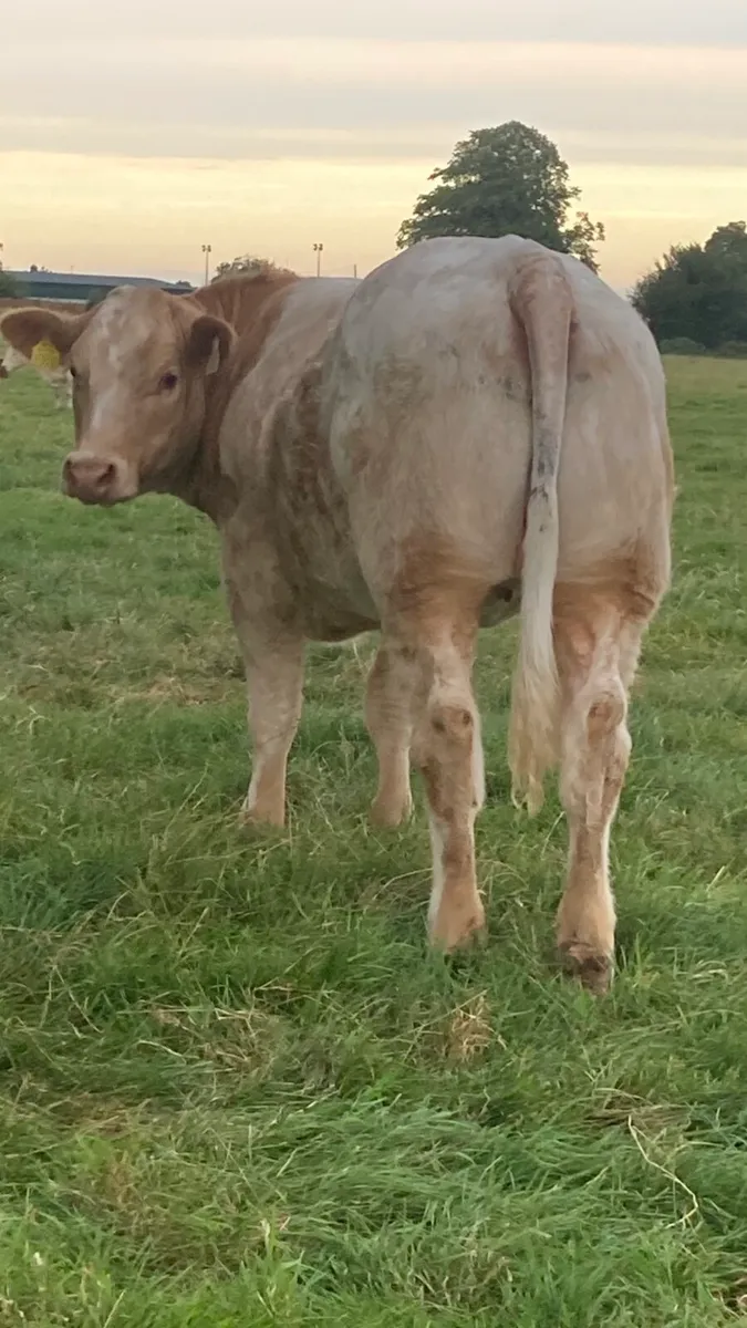 Roan Belgian blue heifer.ELPHIN MART. - Image 4