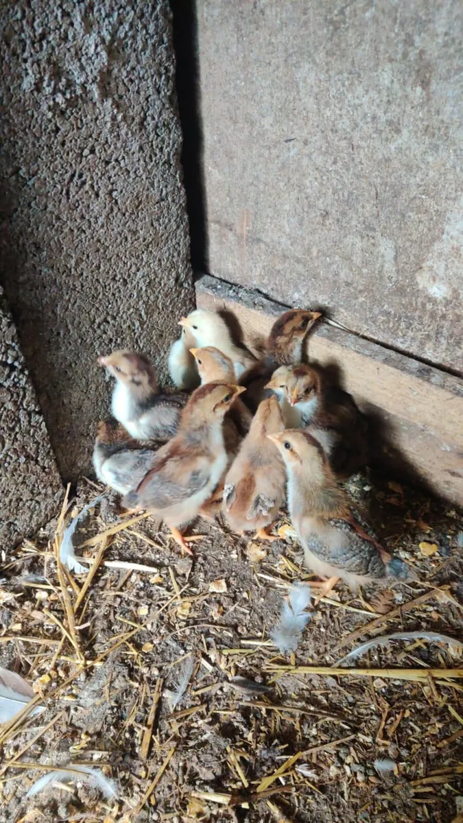 Guinea fowl - Image 3