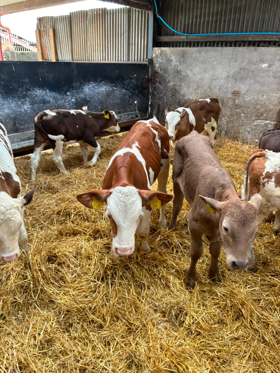 Charolais and Simmental bulls - Image 1