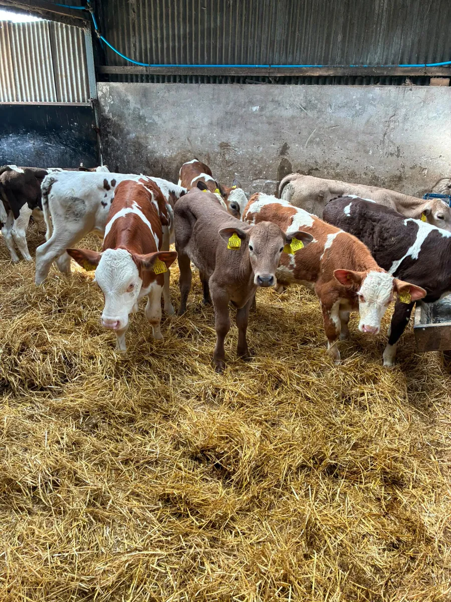 Charolais and Simmental bulls - Image 2